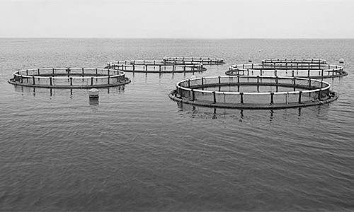 物聯(lián)網(wǎng)助力水產(chǎn)養(yǎng)殖進(jìn)行智能化管理。